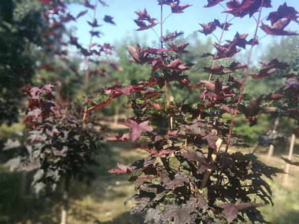 挪威槭红枫